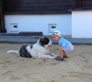 Pyrenean mastiff with chaild