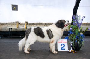 Пиренейский мастиф купить щенка в России