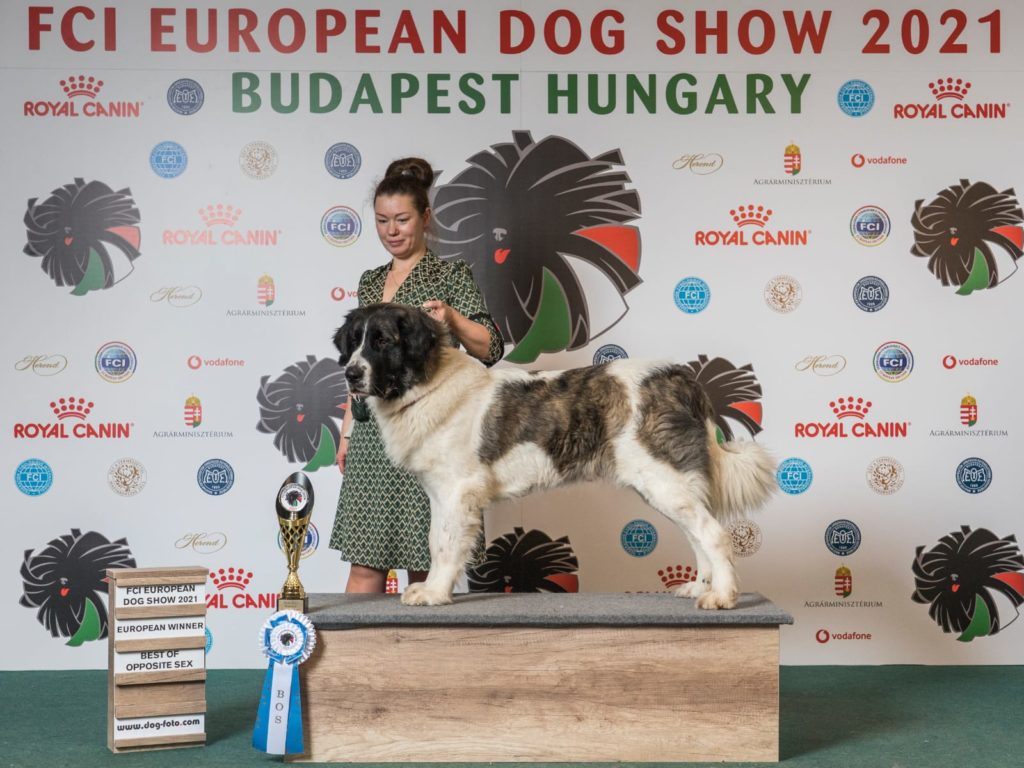 europian dog show 2021 Bagira